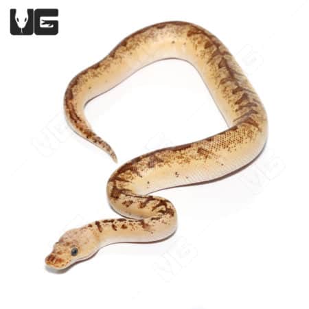 Orange Dream Pinstripe Fire Ball Python (Python regius) For Sale - Underground Reptiles