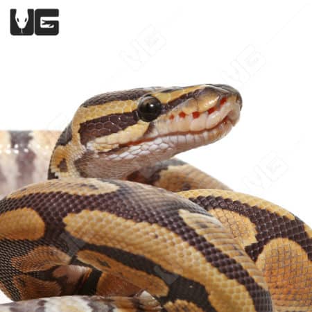 Baby Male Orange Dream Yellowbelly Het Hypo Het Pied Ball Python (Python regius) For Sale - Underground Reptiles