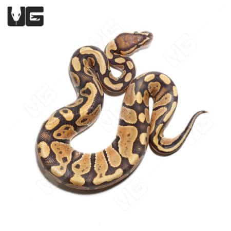 Baby Male Orange Dream Yellowbelly Het Hypo Het Pied Ball Python (Python regius) For Sale - Underground Reptiles