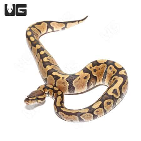Baby Male Orange Dream Yellowbelly Het Hypo Het Pied Ball Python (Python regius) For Sale - Underground Reptiles