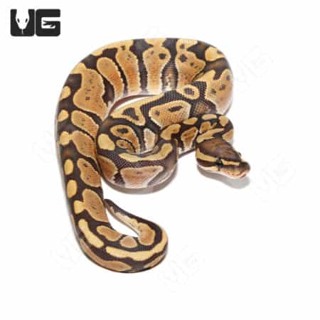 Baby Male Orange Dream Yellowbelly Het Hypo Het Pied Ball Python (Python regius) For Sale - Underground Reptiles