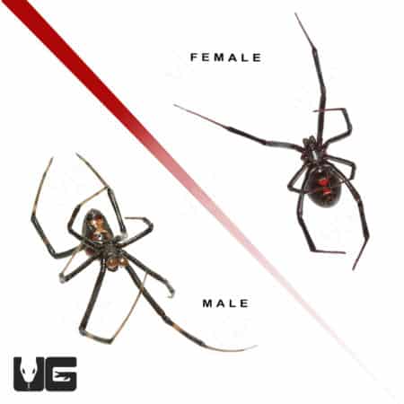 Western Black Widow Spider (Latrodectus hesperus) For Sale - Underground Reptiles