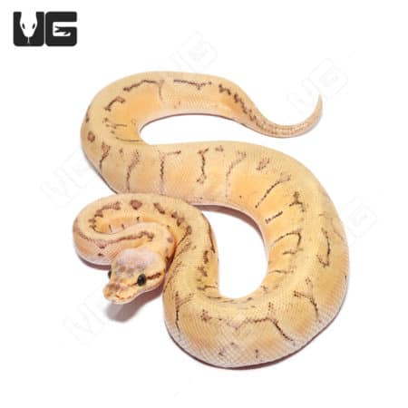 Baby Male Pastel Pinstripe Het Clown Poss Fire Ball Python (Python regius) For Sale - Underground Reptiles