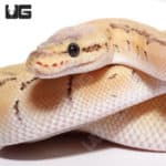 Baby Male Pastel Pinstripe Het Clown Poss Fire Ball Python (Python regius) For Sale - Underground Reptiles