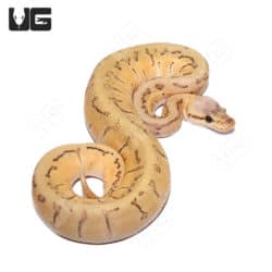 Baby Male Pastel Pinstripe Het Clown Poss Fire Ball Python (Python regius) For Sale - Underground Reptiles