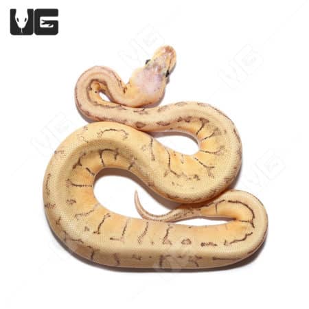 Baby Male Pastel Pinstripe Het Clown Poss Fire Ball Python (Python regius) For Sale - Underground Reptiles
