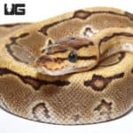 Baby Male Pinstripe Disco Het Clown Ball Python (Python regius) For Sale - Underground Reptiles