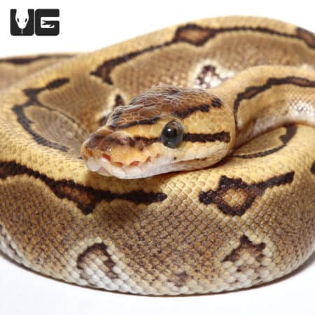 Baby Male Pinstripe Disco Het Clown Ball Python (Python regius) For Sale - Underground Reptiles