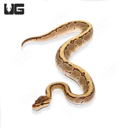 Baby Male Pinstripe Disco Het Clown Ball Python (Python regius) For Sale - Underground Reptiles