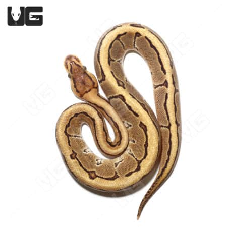Baby Male Pinstripe Disco Het Clown Ball Python (Python regius) For Sale - Underground Reptiles