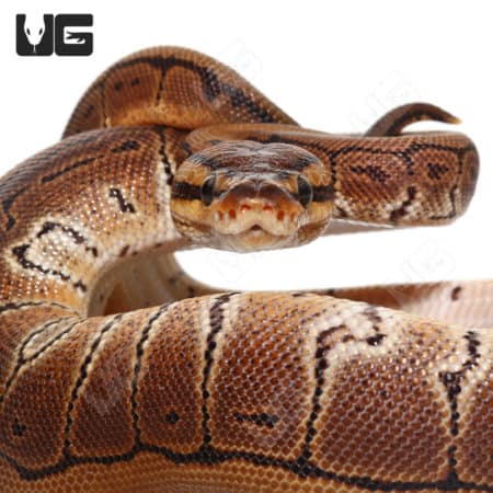 Baby Pinstripe Het Clown Ball Python (#22) (#29) (Python regius) For Sale - Underground Reptiles