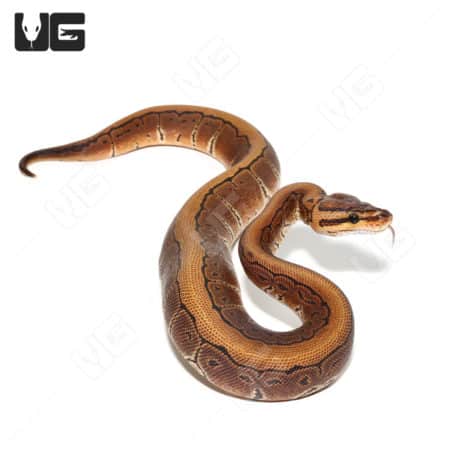 Baby Pinstripe Het Clown Ball Python (#22) (#29) (Python regius) For Sale - Underground Reptiles