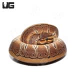 Baby Pinstripe Het Clown Ball Python (#22) (#29) (Python regius) For Sale - Underground Reptiles