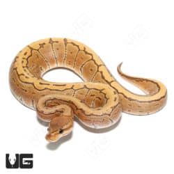 Baby Male Pinstripe Hypo Het Caramel Ball Python(Python regius) For Sale - Underground Reptiles
