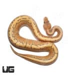 Baby Male Pinstripe Hypo Het Caramel Ball Python(Python regius) For Sale - Underground Reptiles