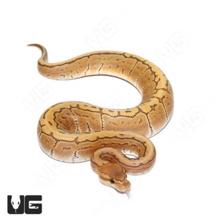 Baby Male Pinstripe Hypo Het Caramel Ball Python(Python regius) For Sale - Underground Reptiles