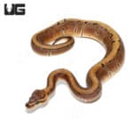 Baby Male Pinstripe Scaleless Head Het Clown Ball Python (#24) (Python regius) For Sale - Underground Reptiles