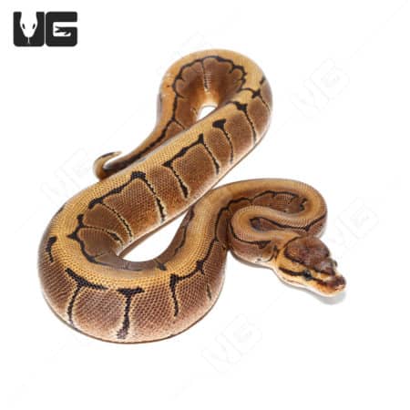 Baby Male Pinstripe Scaleless Head Het Clown Ball Python (#24) (Python regius) For Sale - Underground Reptiles