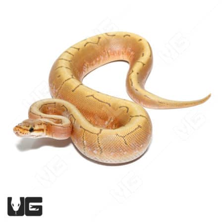 Baby Male Pinstripe Spider Hypo Caramel Ball Python (Python regius) For Sale - Underground Reptiles