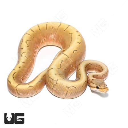 Baby Male Pinstripe Spider Hypo Caramel Ball Python (Python regius) For Sale - Underground Reptiles