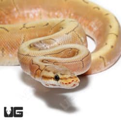 Baby Male Pinstripe Spider Hypo Caramel Ball Python (Python regius) For Sale - Underground Reptiles