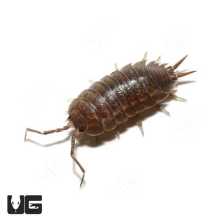 Porcellio Laevis Wildtype Isopods (Porcellio Laevis) For Sale - Underground Reptiles