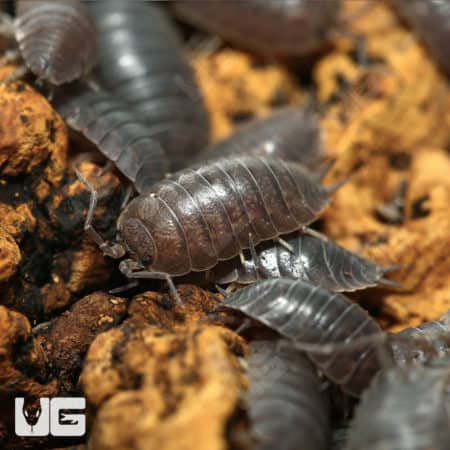 Porcellio Laevis Wildtype Isopods (Porcellio Laevis) For Sale - Underground Reptiles