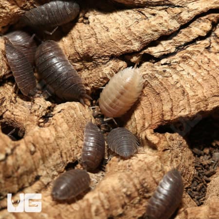 Porcellio Laevis Wildtype Isopods (Porcellio Laevis) For Sale - Underground Reptiles