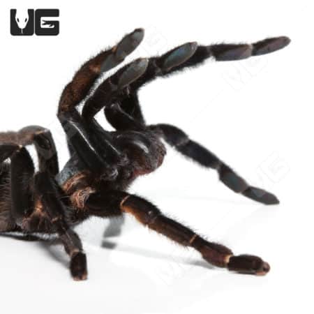 Blue Earthtiger Tarantula close-up, 3-5 inches, exotic arachnid from Ranong.