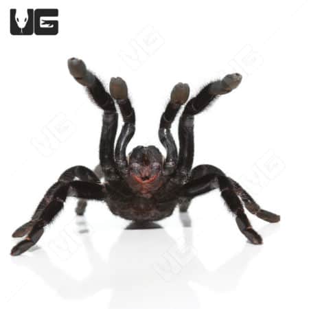 Blue Earthtiger Tarantula in Ranong, Thailand, showcasing its vibrant colors and large size.