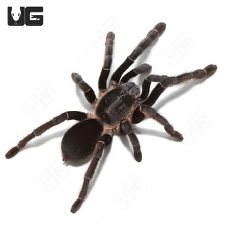 Large Ranong Earthtiger Tarantula, 3-5 inches, native to Thailand.