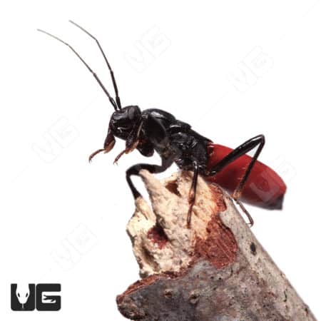 Red Backed Corsair Bug (Melanolestes picipes Sp) For Sale - Underground Reptiles