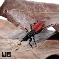 Red Backed Corsair Bug (Melanolestes picipes Sp) For Sale - Underground Reptiles