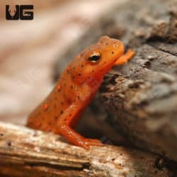 Red Eft (Notophthalmus viridescens) For Sale - Underground Reptiles