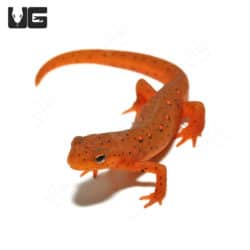 Red Eft (Notophthalmus viridescens) For Sale - Underground Reptiles