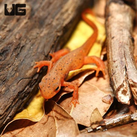 Red Eft (Notophthalmus viridescens) For Sale - Underground Reptiles