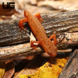 Red Eft (Notophthalmus viridescens) For Sale - Underground Reptiles