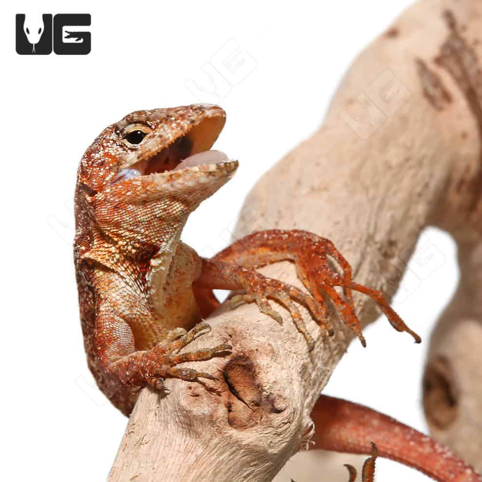 Chili Pepper Anoles For Sale Underground Reptiles