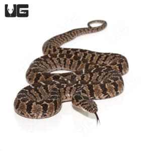 Rhombic Egg Eating Snakes For Sale - Underground Reptiles