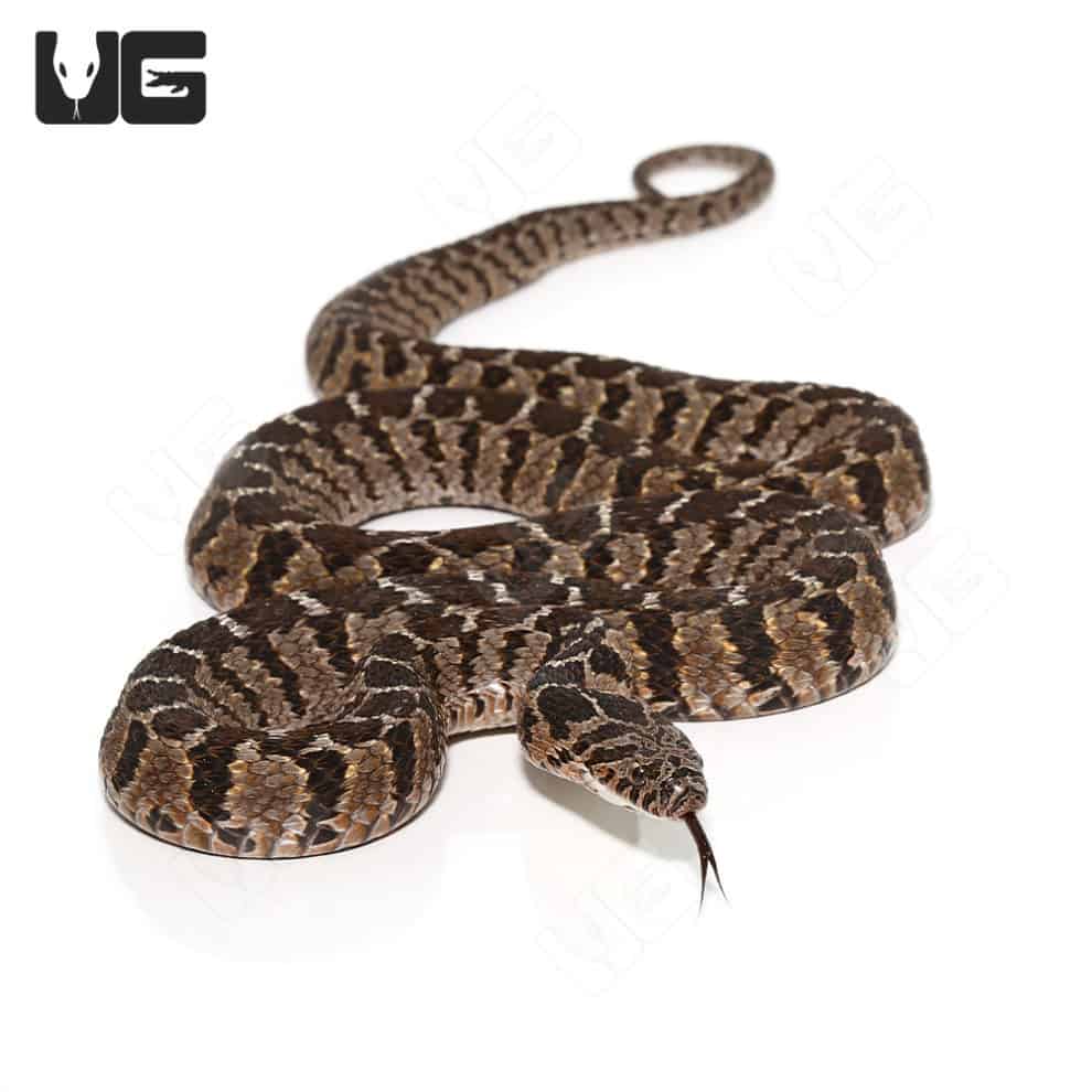 rhombic-egg-eating-snakes-for-sale-underground-reptiles