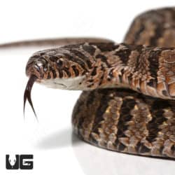 Rhombic Egg Eating Snake (Dasypeltis scabra) For Sale - Underground Reptiles