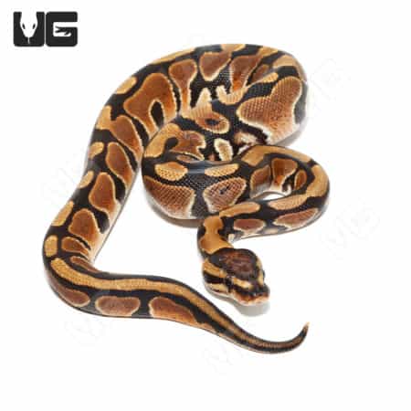 Scaleless Head Het Clown Ball Python, baby snake with unique pattern and coloration. Perfect for rep.