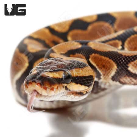 Scaleless head Het Clown Ball Python, unique and rare reptile for sale. Perfect for collectors and e.