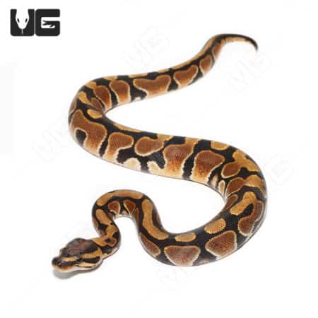 Scaleless Head Het Clown Ball Python, baby snake with unique pattern and coloration. Perfect for rep.