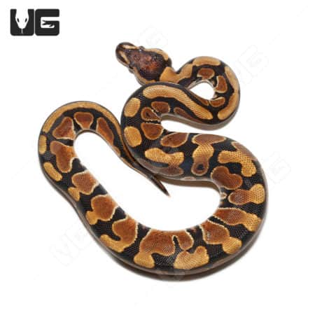 Baby Scaleless Head Het Clown Ball Python, vibrant orange and black pattern, no scales on head, rare.
