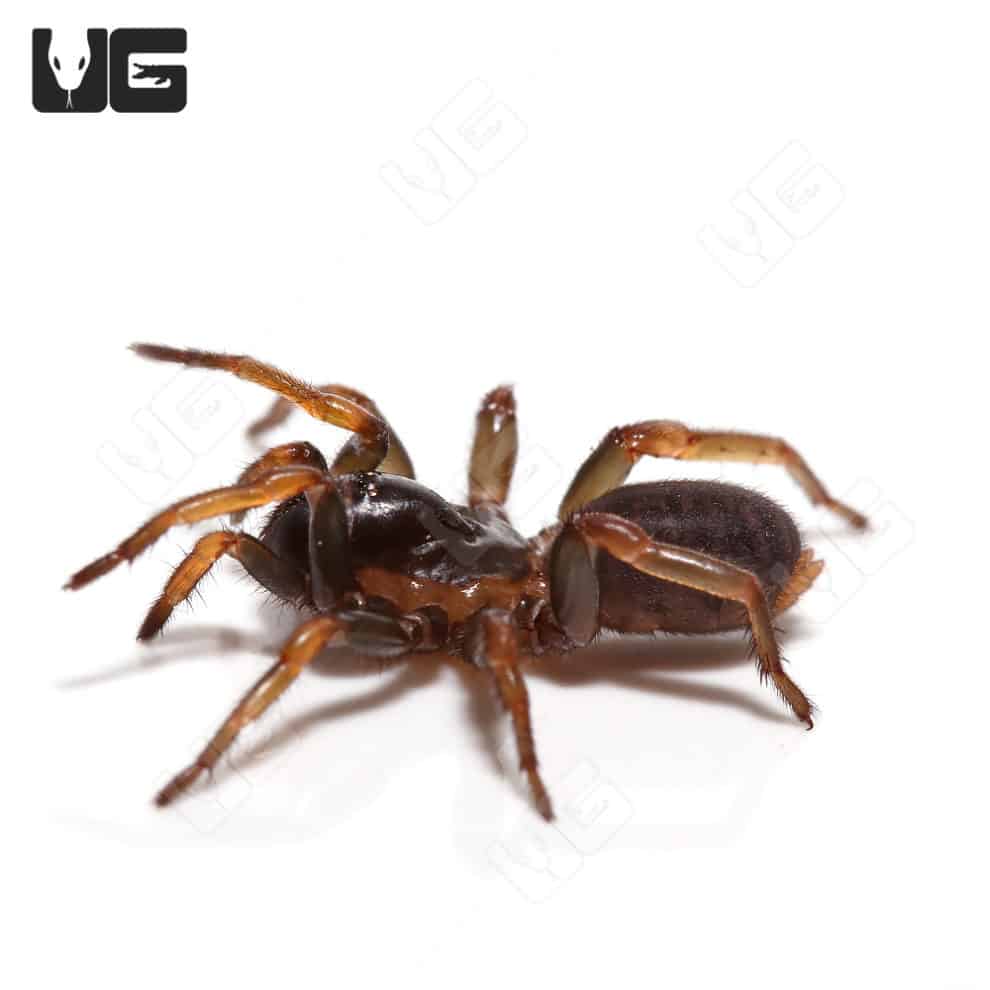 Panamanian Blue Funnel Web Spider For Sale Underground Reptiles