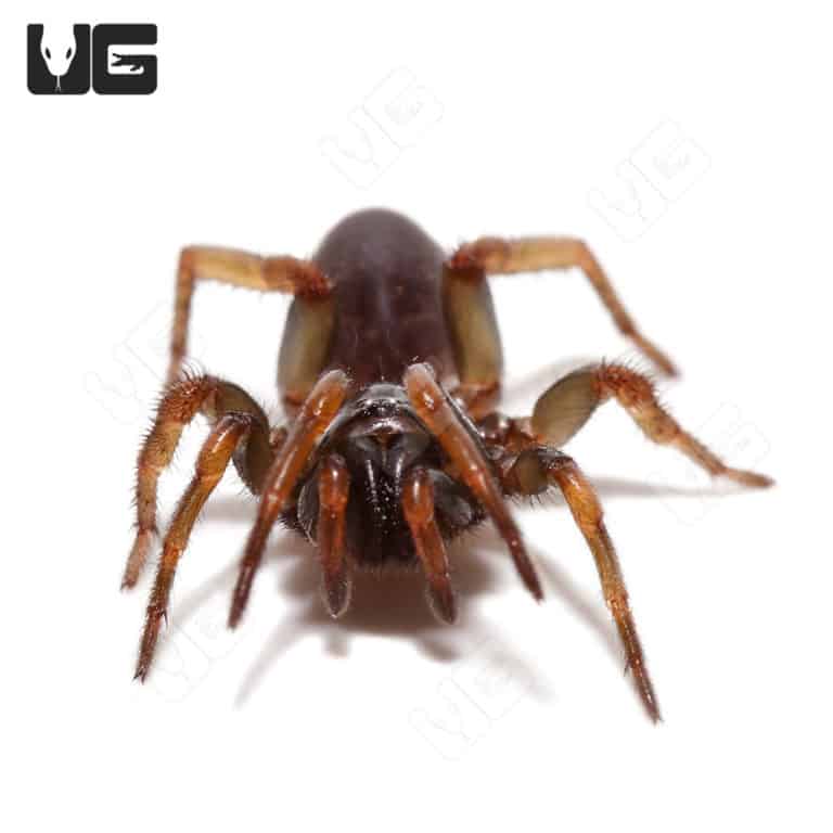 Panamanian Blue Funnel Web Spider For Sale Underground Reptiles