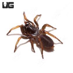 Songsangchotei Funnel Web Spider (Atmetochilus Songsangchotei) For Sale - Underground Reptiles