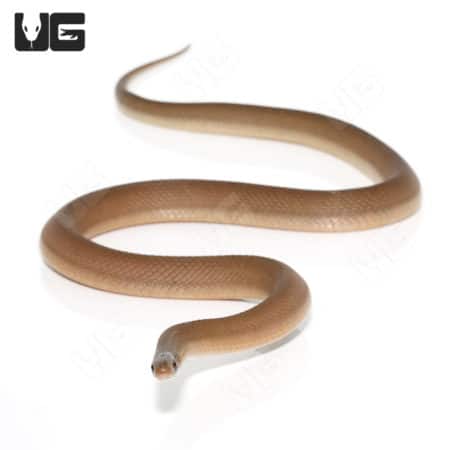 Southern Brown Egg Eating Snake (Dasypeltis inornata)