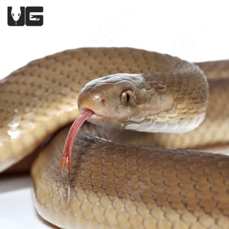 Southern Brown Egg Eating Snake (Dasypeltis inornata)